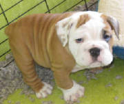 feb2011pups089.jpg