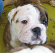 feb2011pups089.jpg