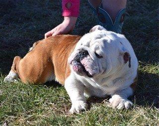 CHEST LAYING - Sugarplum Bulldogs