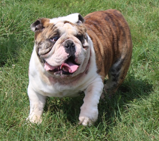 Sugar plum bulldogs shops for