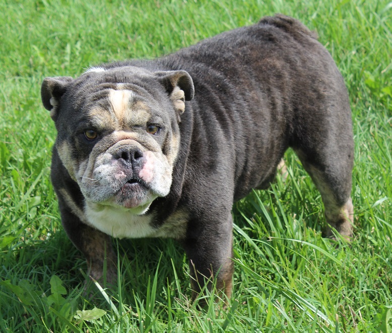 Sires - Sugarplum Bulldogs